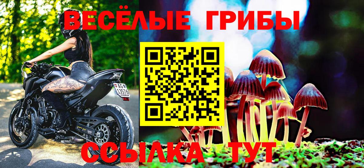 Псилоцибиновые грибы Psilocybine cubensis Сыктывкар